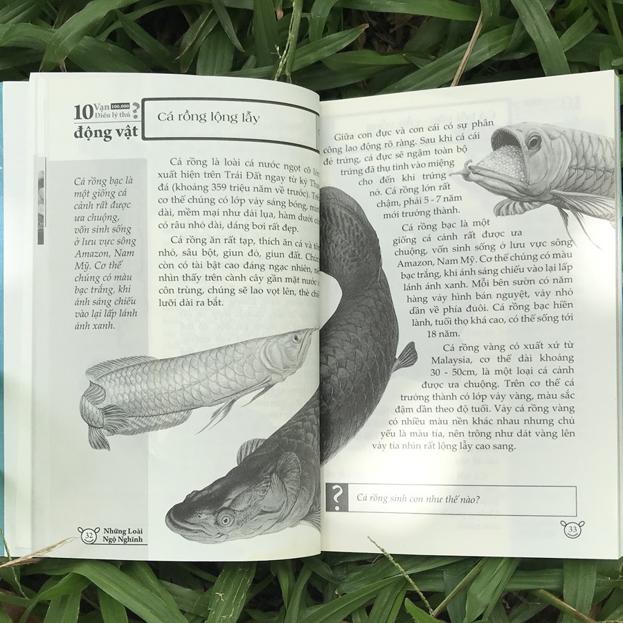 10 vạn điều lý thú về động vật - những loài ngộ nghĩnh