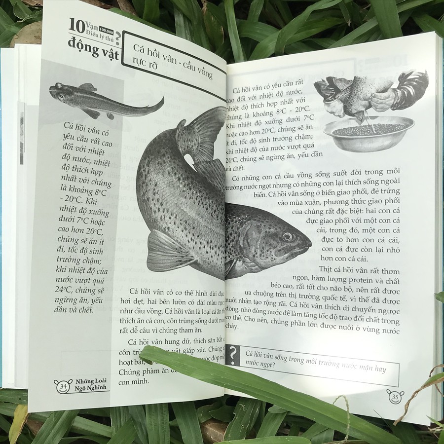 10 vạn điều lý thú về động vật - những loài ngộ nghĩnh