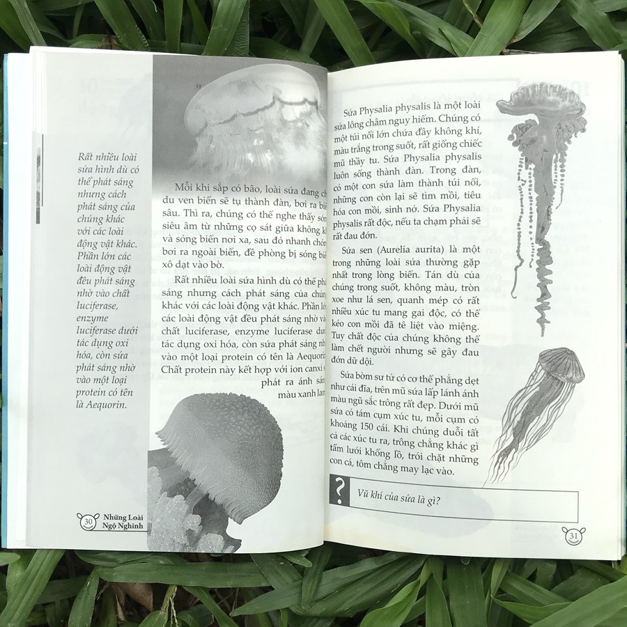 10 vạn điều lý thú về động vật - những loài ngộ nghĩnh