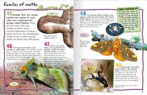 100 facts butterflies and moths