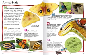 100 facts butterflies and moths