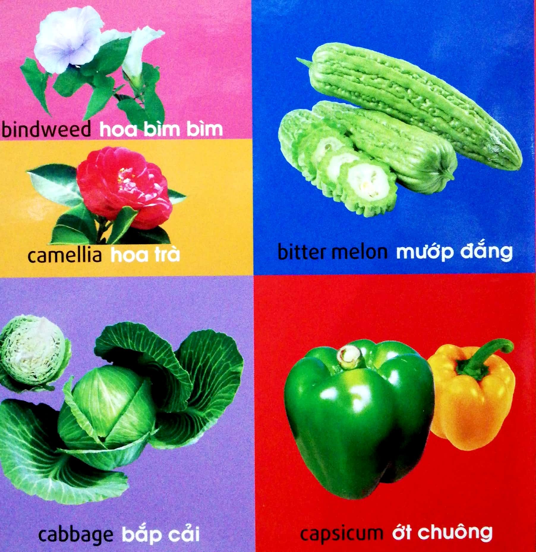 101 First Words - Plants - 101 Từ Đầu Tiên - Thực Vật - Bìa Cứng (Tái Bản 2025)