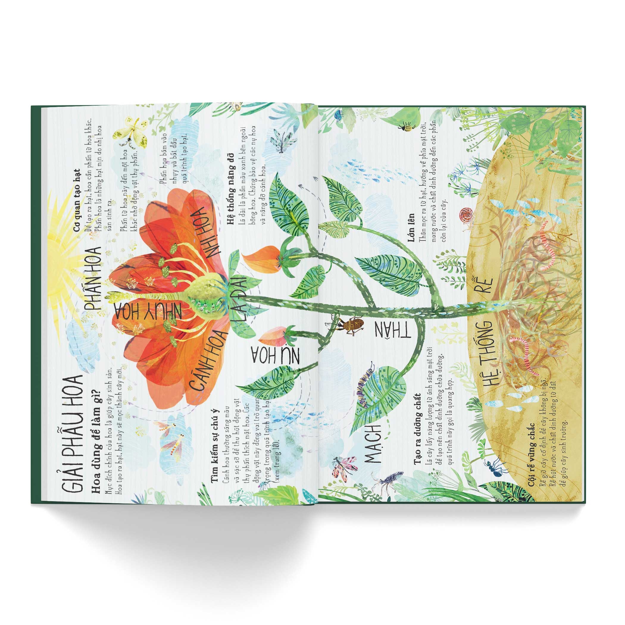 a lê hấp! thế giới hoa