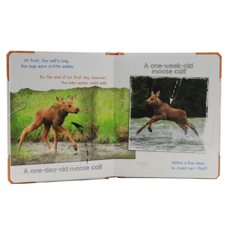 Active Minds Explorers - Meet Baby Moose