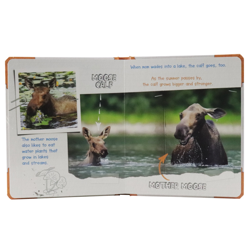 Active Minds Explorers - Meet Baby Moose