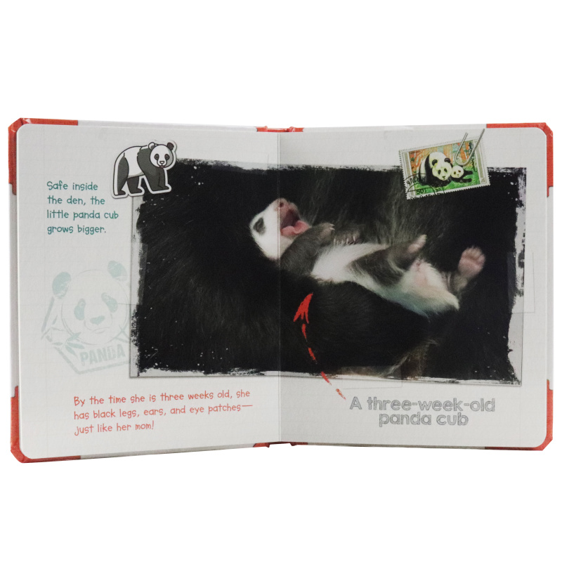 Active Minds Explorers - Meet Baby Panda