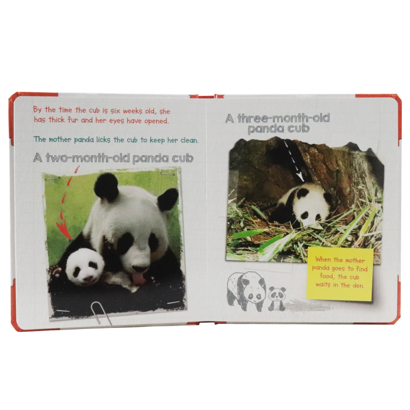 Active Minds Explorers - Meet Baby Panda