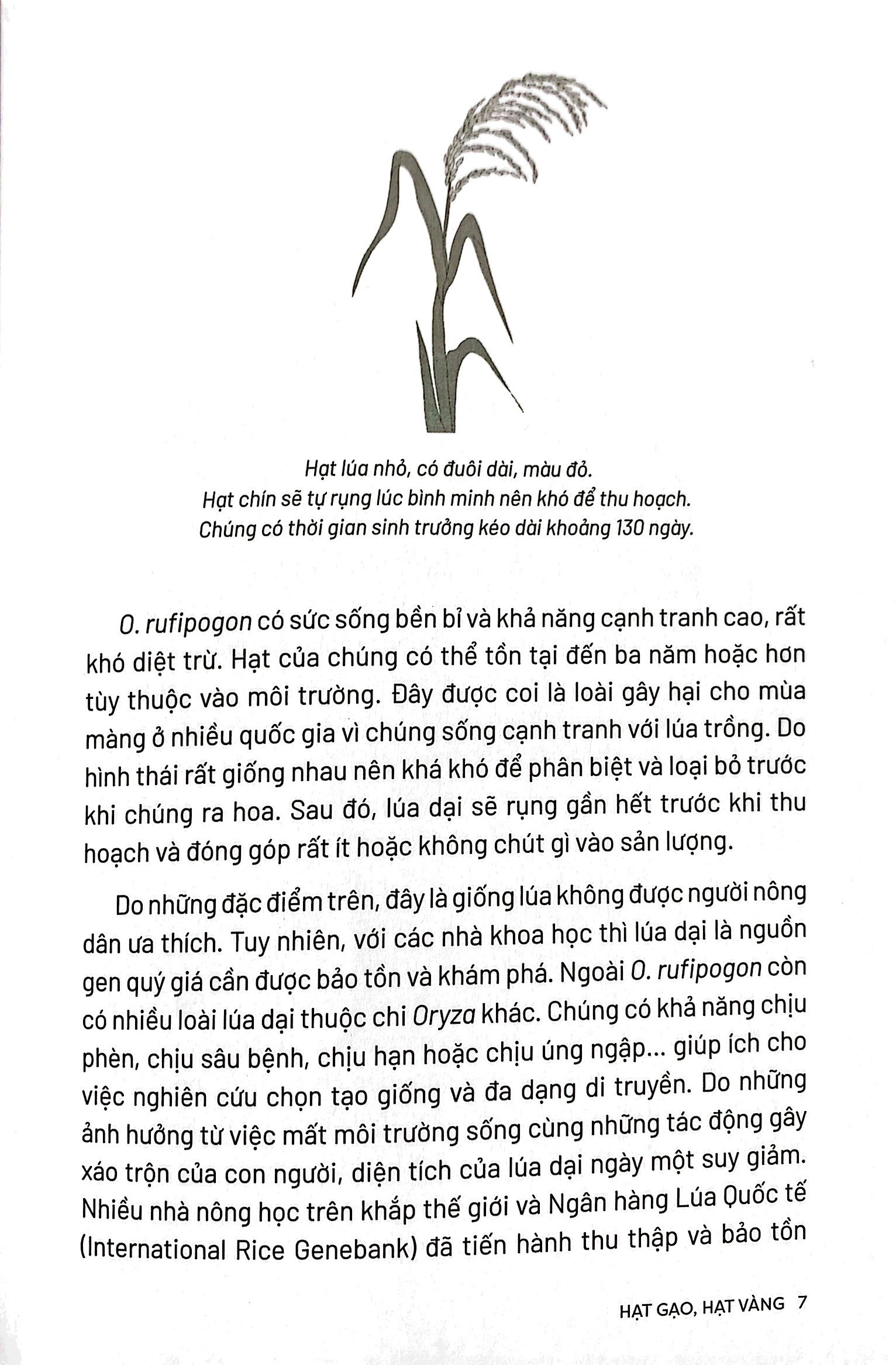 ẩm thực chinh phục thế giới - hạt gạo, hạt vàng - tặng kèm bookmark