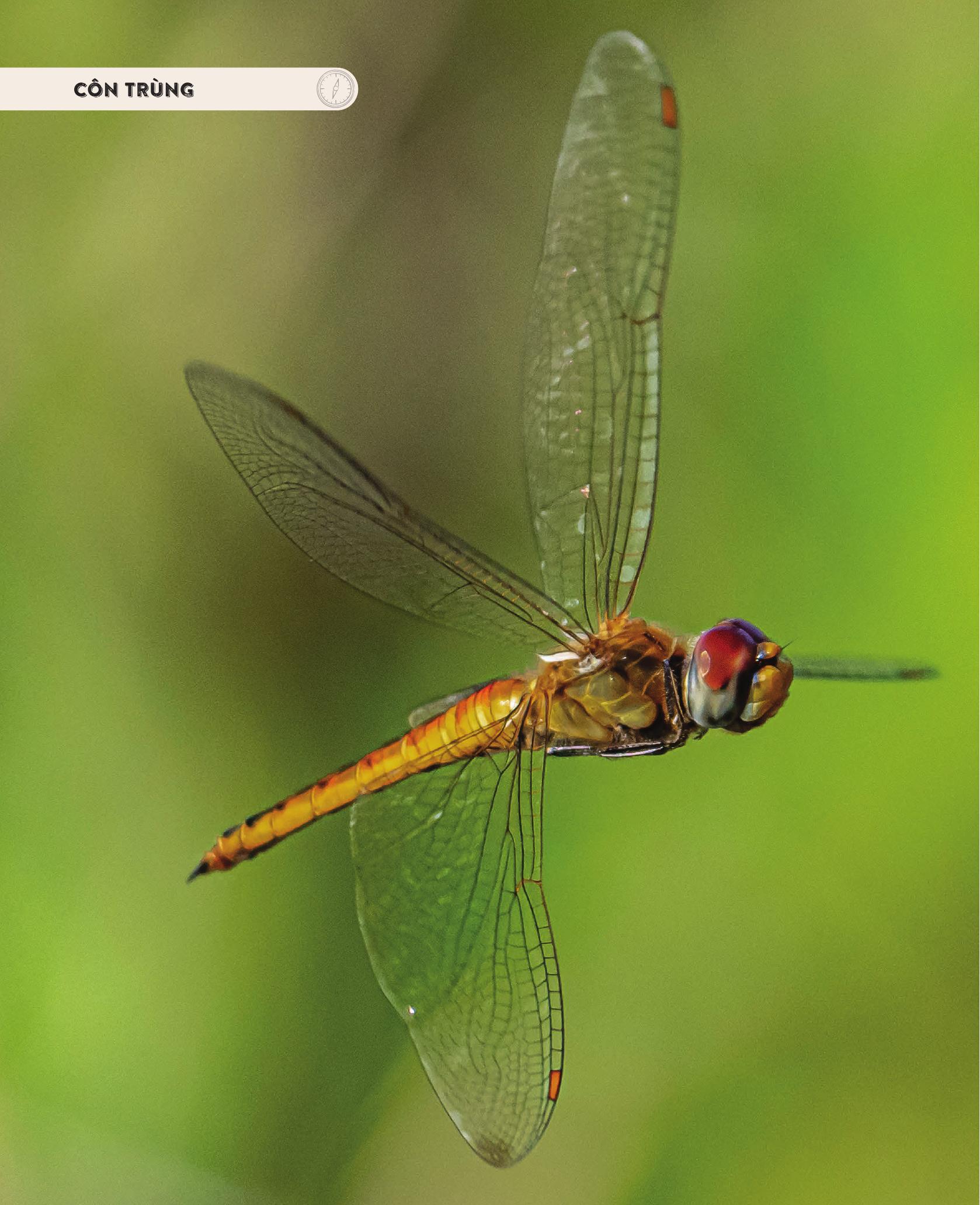 amazing animal journeys - những chuyến di cư và hành trình phi thường nhất! - bìa cứng