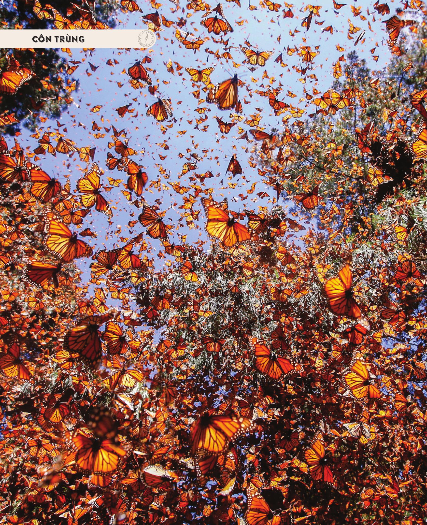 amazing animal journeys - những chuyến di cư và hành trình phi thường nhất! - bìa cứng