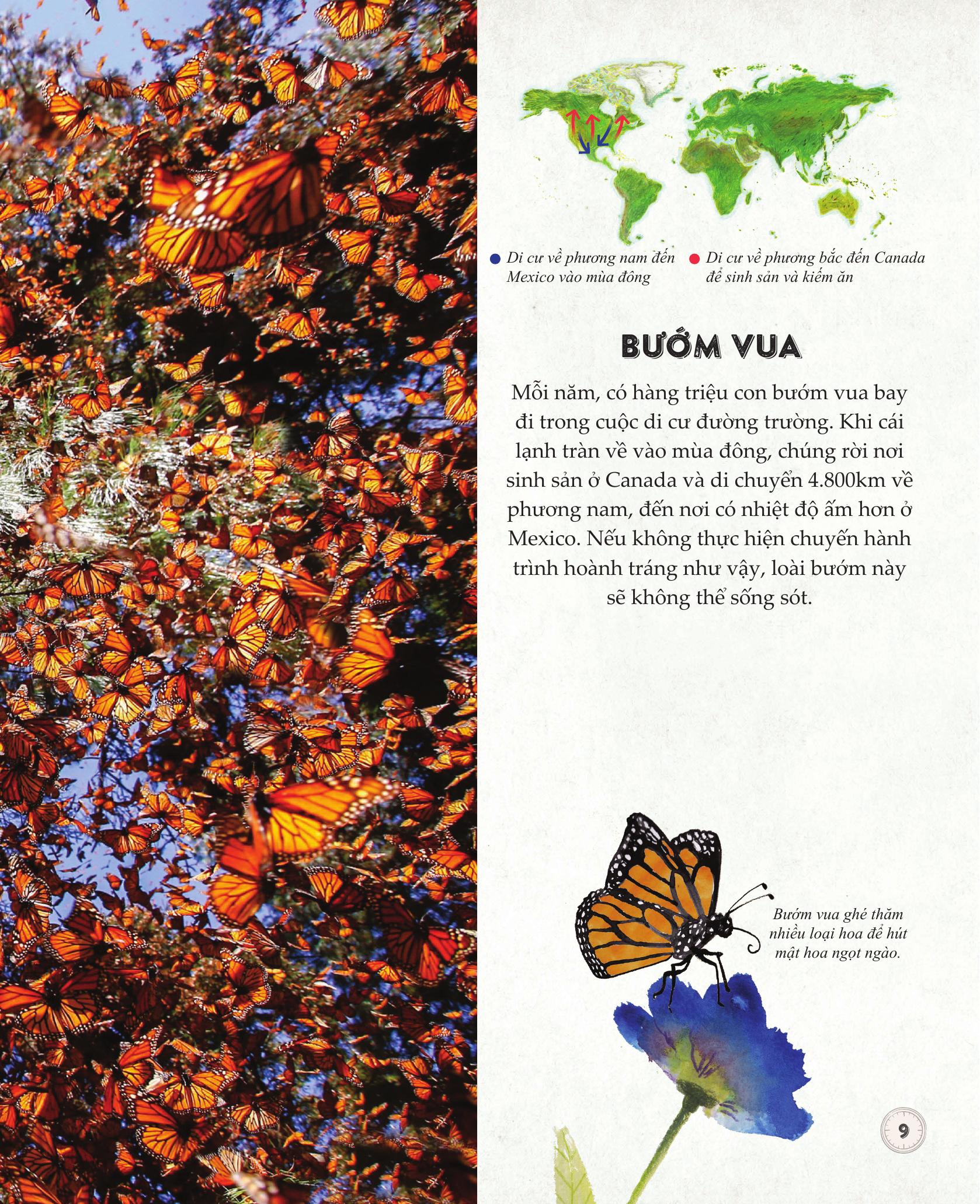 amazing animal journeys - những chuyến di cư và hành trình phi thường nhất! - bìa cứng