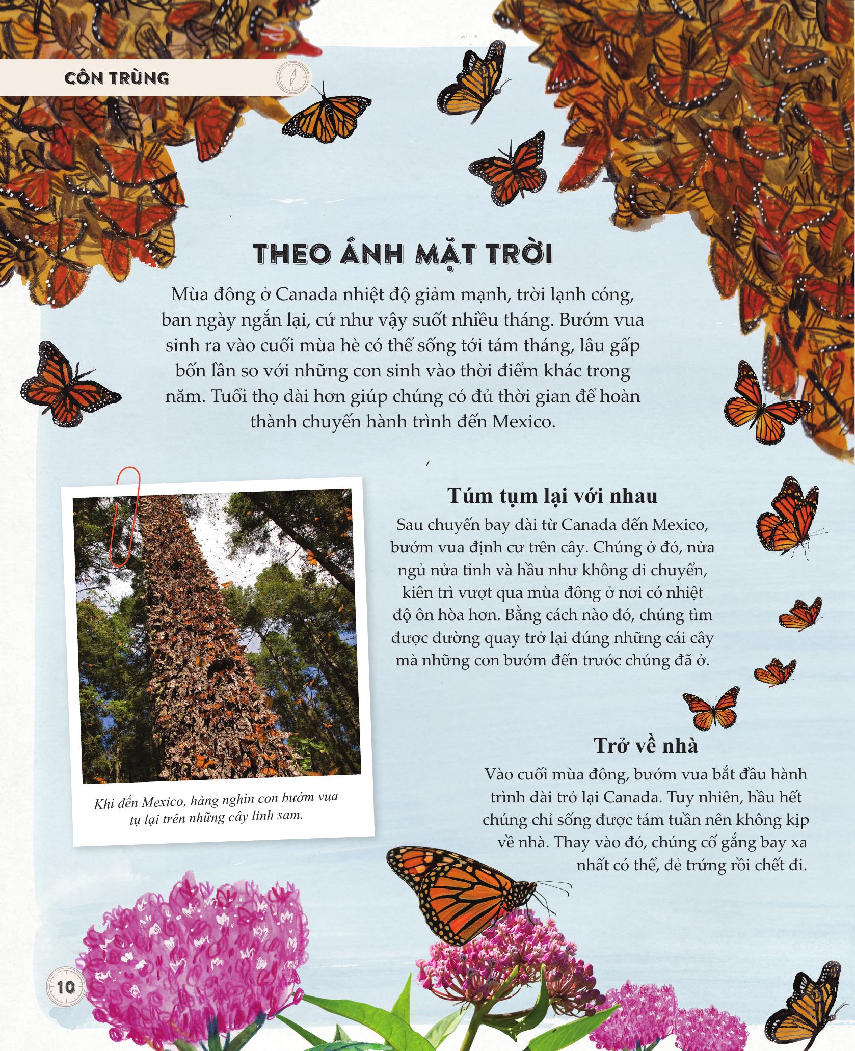 amazing animal journeys - những chuyến di cư và hành trình phi thường nhất! - bìa cứng