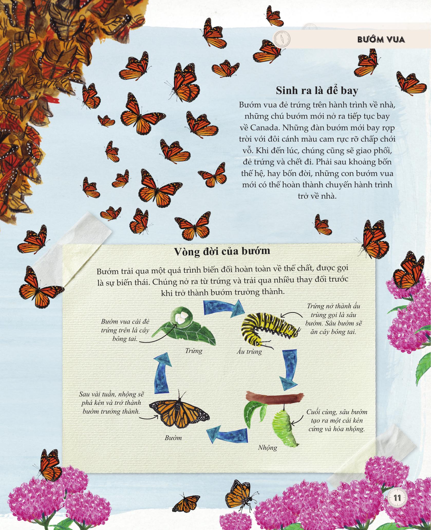 amazing animal journeys - những chuyến di cư và hành trình phi thường nhất! - bìa cứng