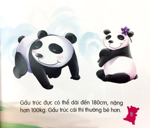 amazing animals - những loài vật đáng kinh ngạc! - gấu trúc núc na núc ních