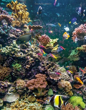 animal knowledge genius! : a quiz encyclopedia to boost your brain