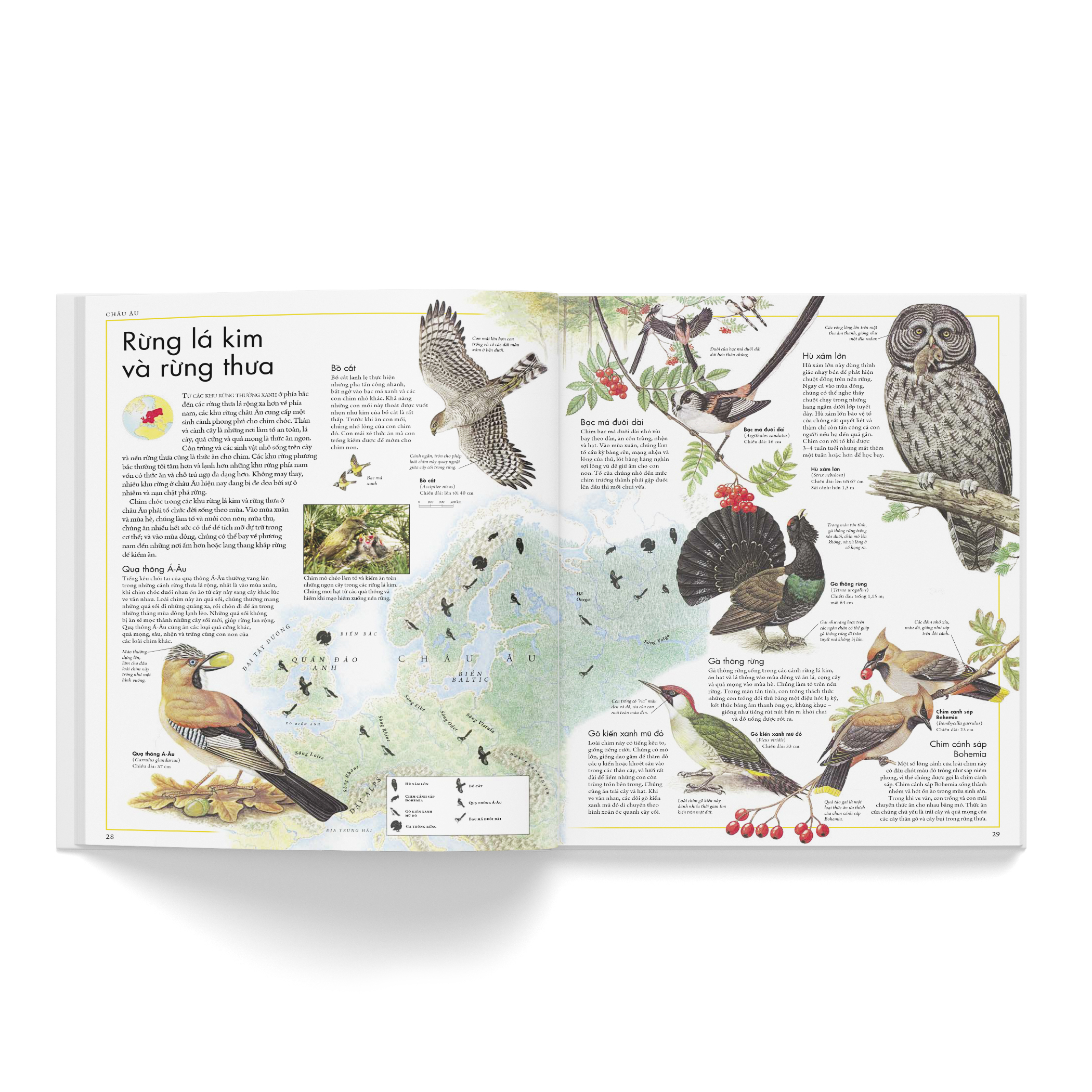 atlas các loài chim - bách khoa bằng hình về các loài chim trên thế giới