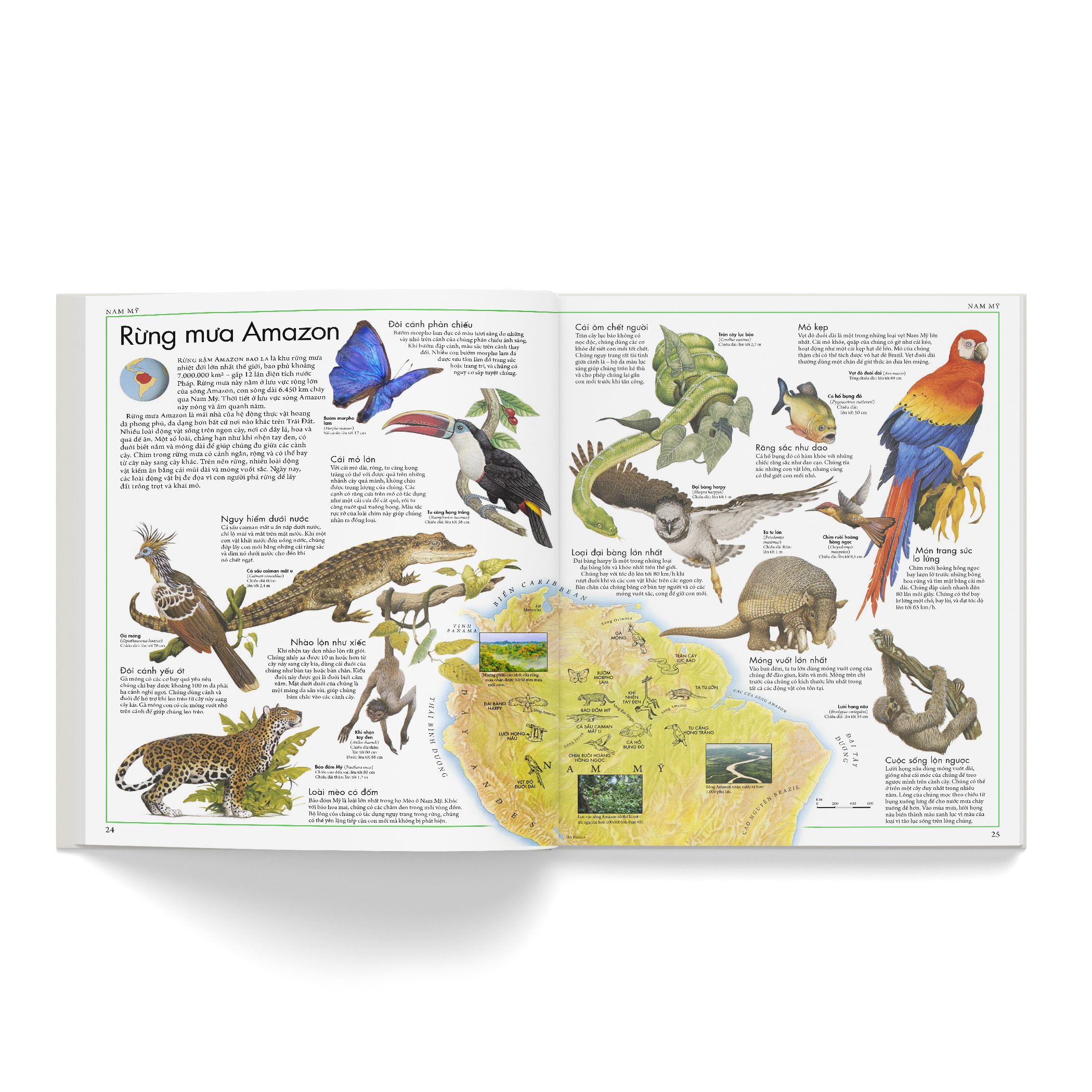 atlas động vật - bách khoa bằng hình về các loài động vật hoang dã trên thế giới