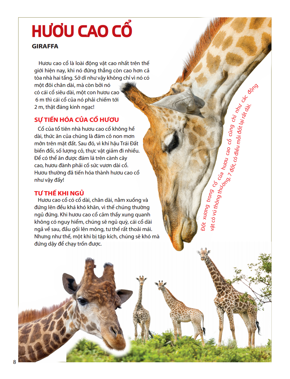 atlas động vật - vương quốc động vật - bìa cứng (tái bản 2023)