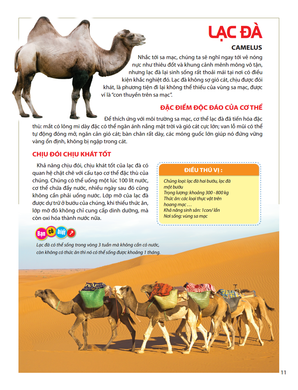 atlas động vật - vương quốc động vật - bìa cứng (tái bản 2023)