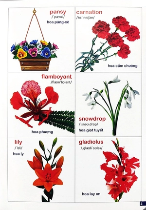 bách khoa bằng hình đầu tiên cho bé 3 - chủ đề các loài hoa, loại củ, rau củ