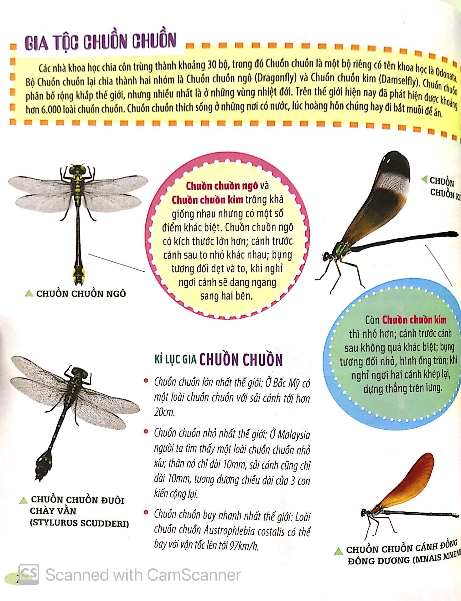 Bach Khoa Dong Vat Danh Cho Tre Nho - Con Trung (Tai Ban 2025)