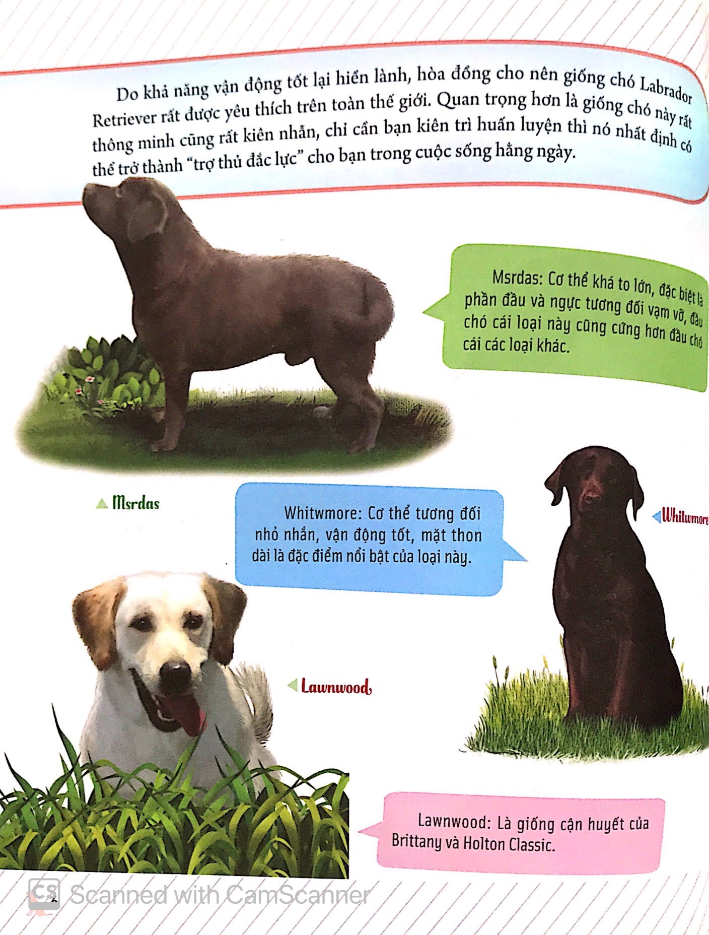 bách khoa động vật dành cho trẻ nhỏ - thú cưng