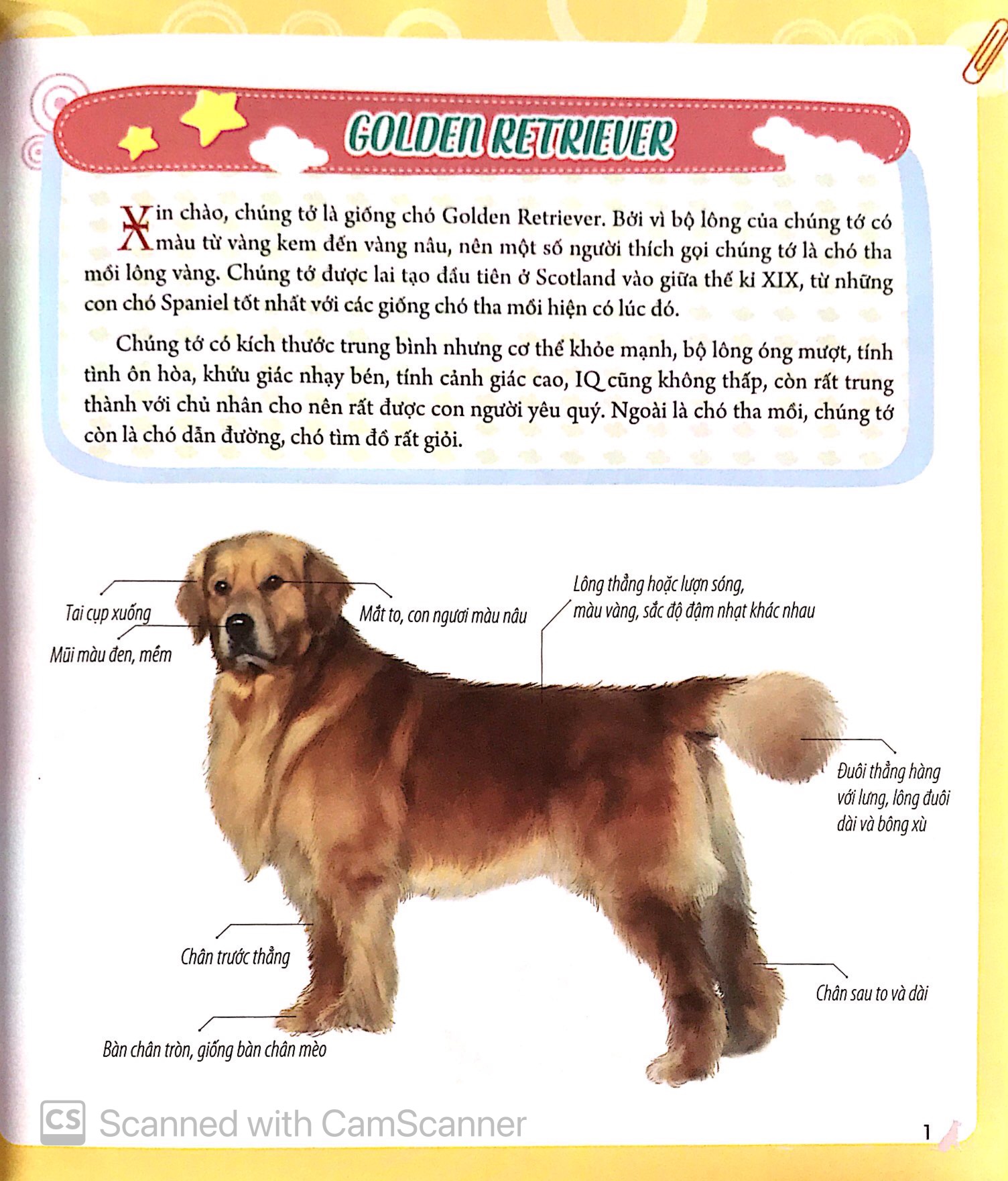 bách khoa động vật dành cho trẻ nhỏ - thú cưng