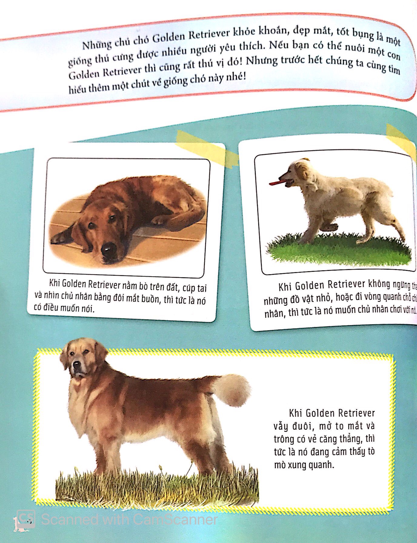 bách khoa động vật dành cho trẻ nhỏ - thú cưng