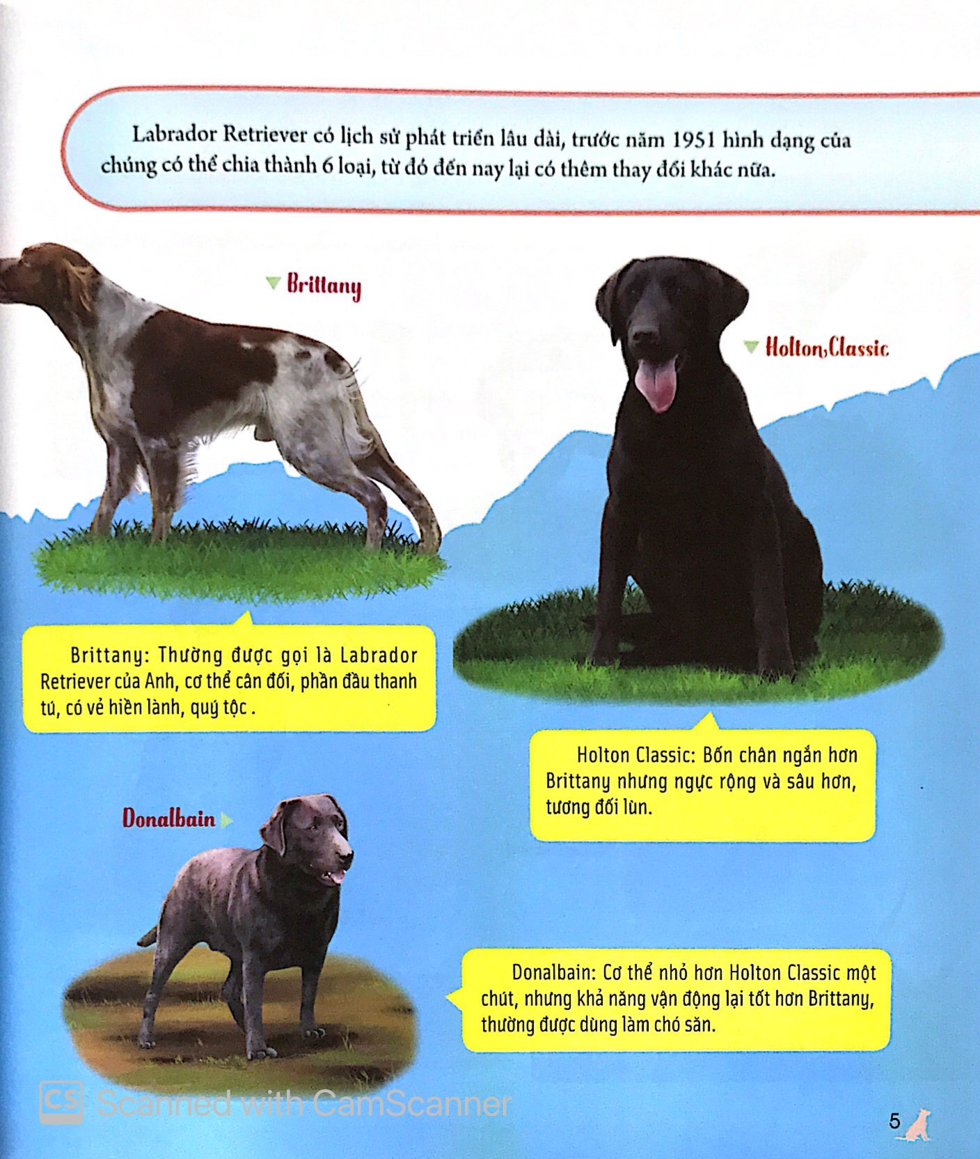 bách khoa động vật dành cho trẻ nhỏ - thú cưng