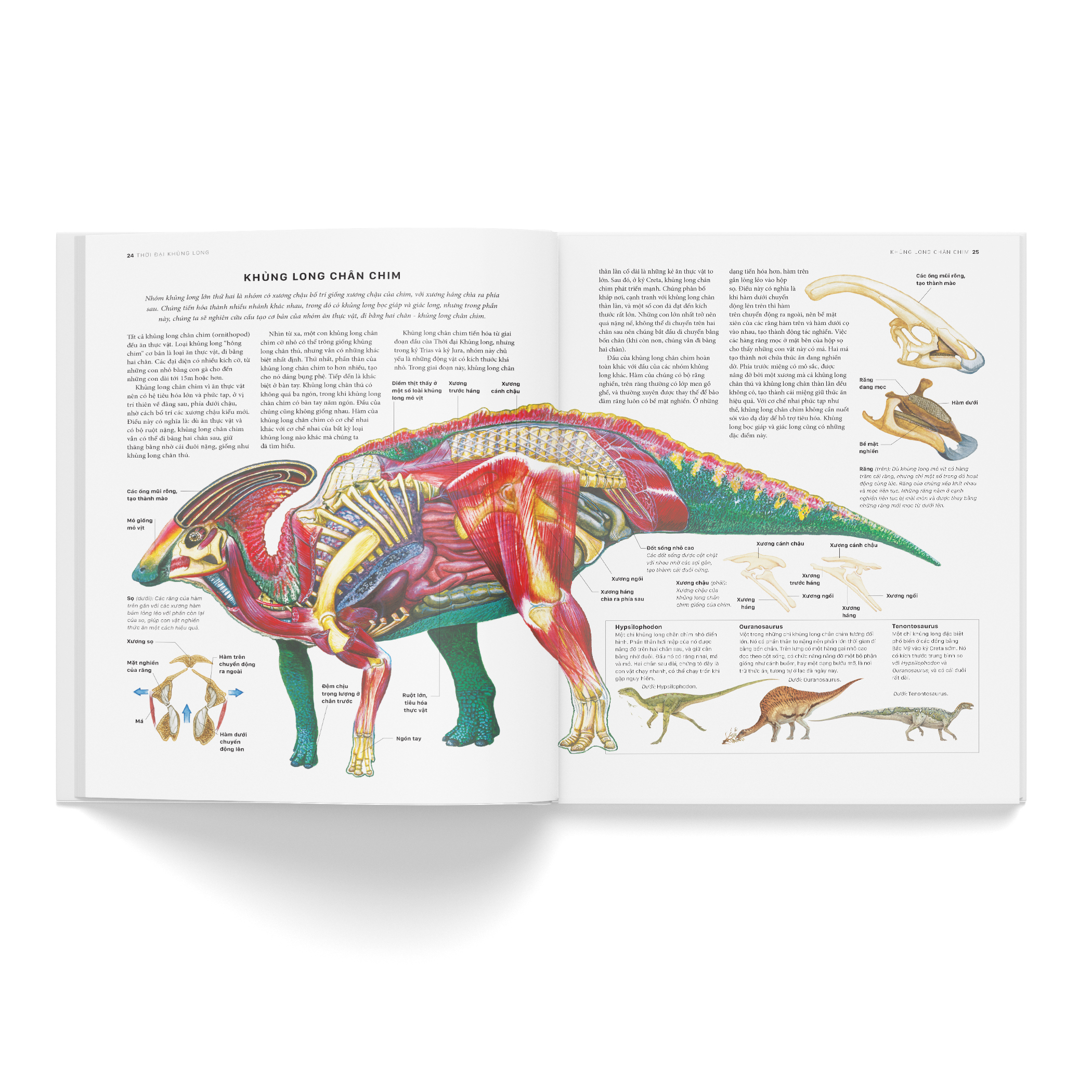 bách khoa khủng long toàn tập - bìa cứng