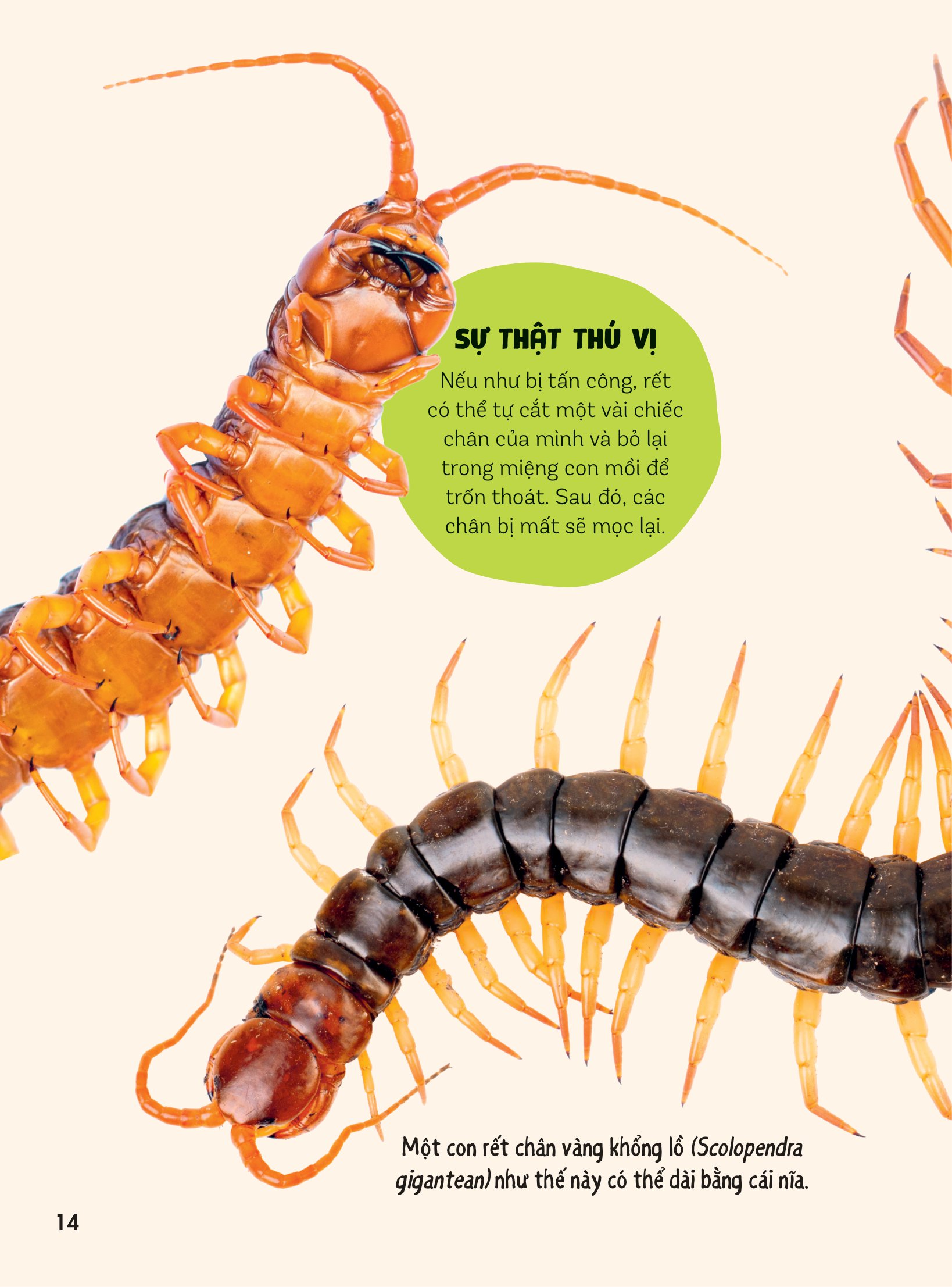 bách khoa thư britannica dành cho trẻ em - cuốn sách khổng lồ giải đáp 100++ câu hỏi tại sao hóc búa