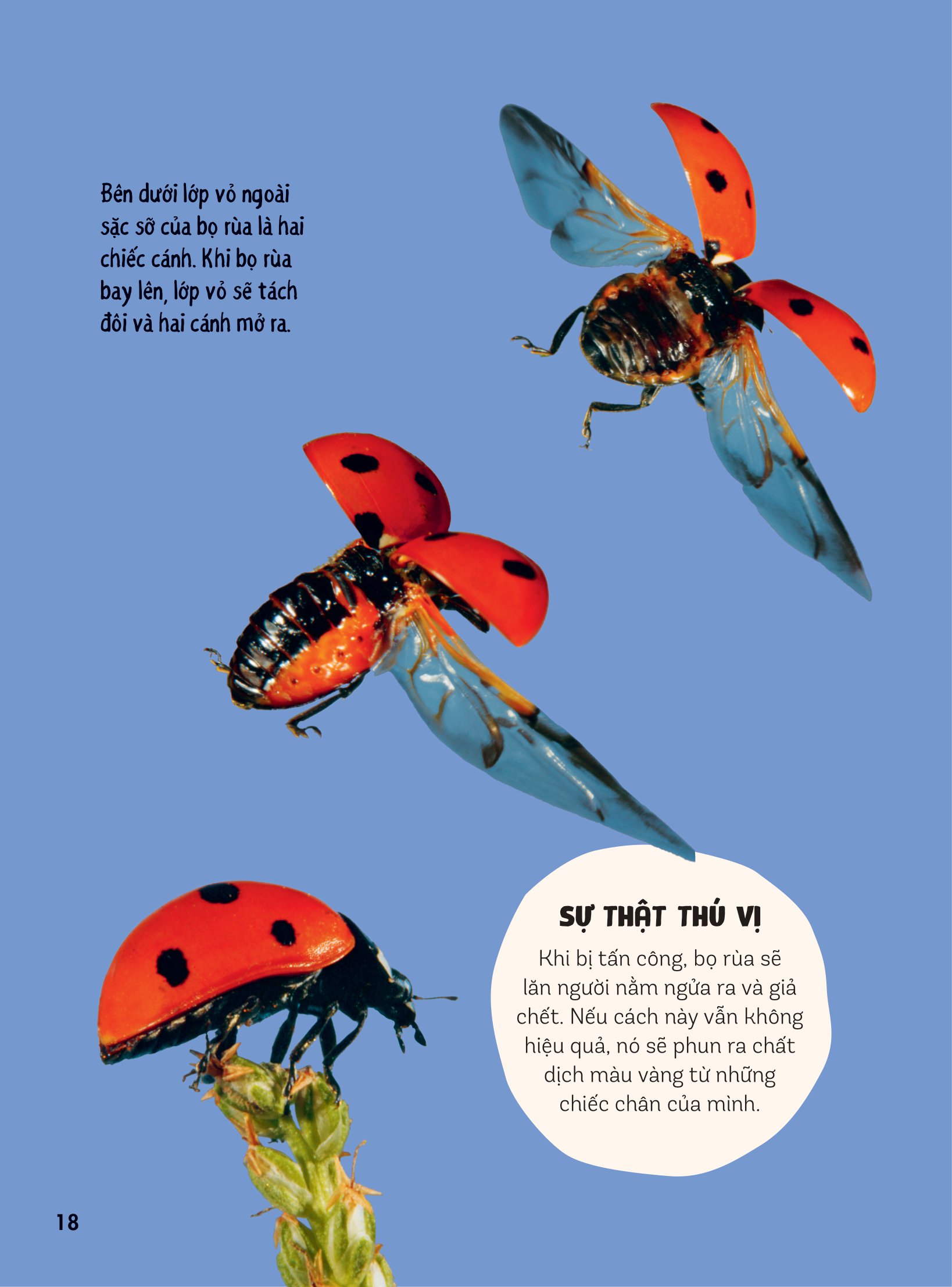 bách khoa thư britannica dành cho trẻ em - cuốn sách khổng lồ giải đáp 100++ câu hỏi tại sao hóc búa