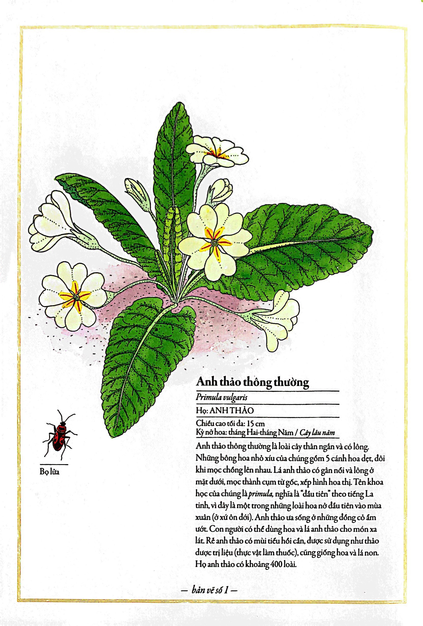 bách khoa thư cho cả nhà - thế giới các loài hoa bằng tranh