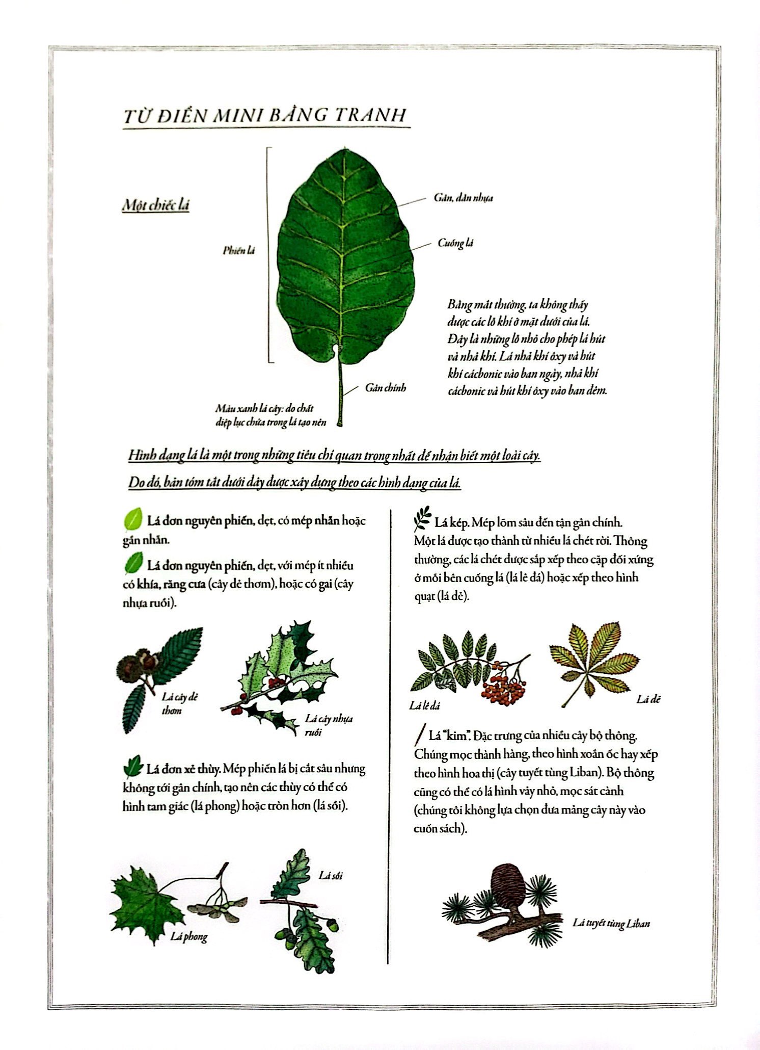 bách khoa thư cho cả nhà - thế giới cây cối bằng tranh