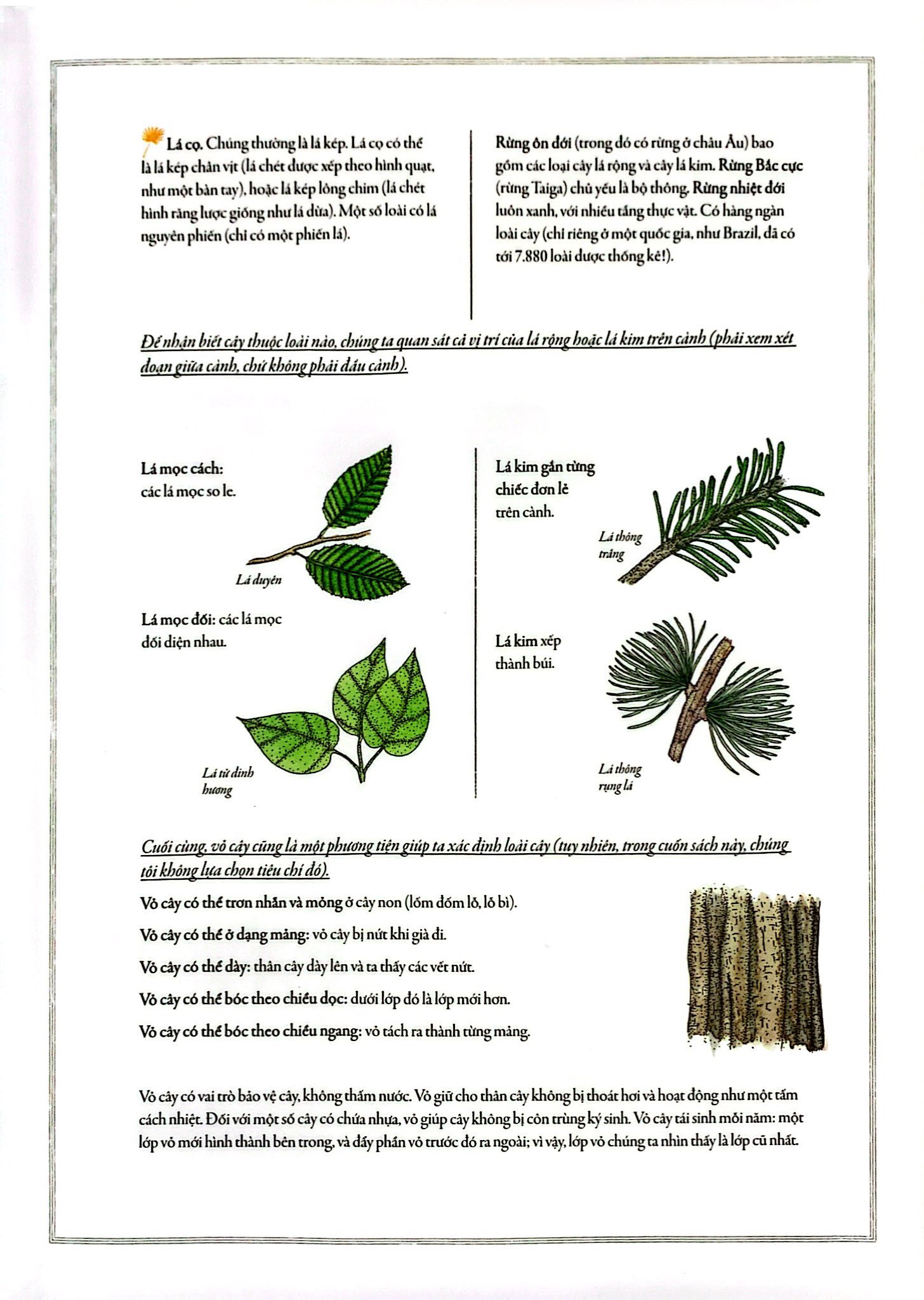 bách khoa thư cho cả nhà - thế giới cây cối bằng tranh