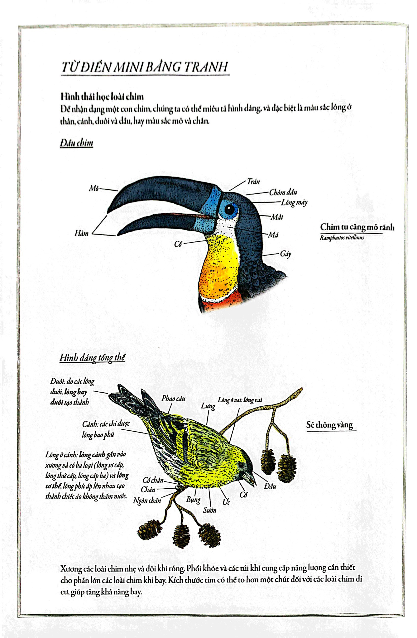 bách khoa thư cho cả nhà - thế giới chim muông bằng tranh