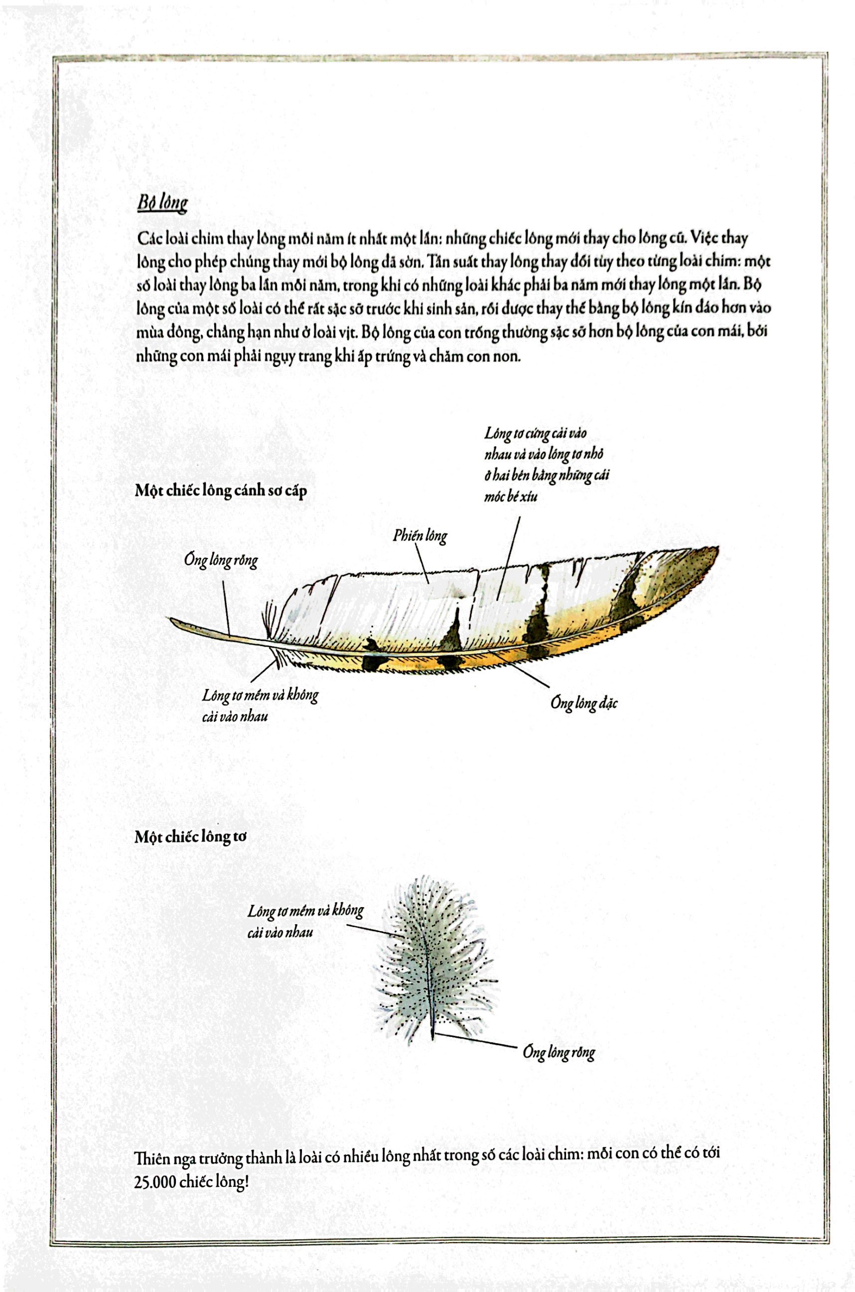 bách khoa thư cho cả nhà - thế giới chim muông bằng tranh