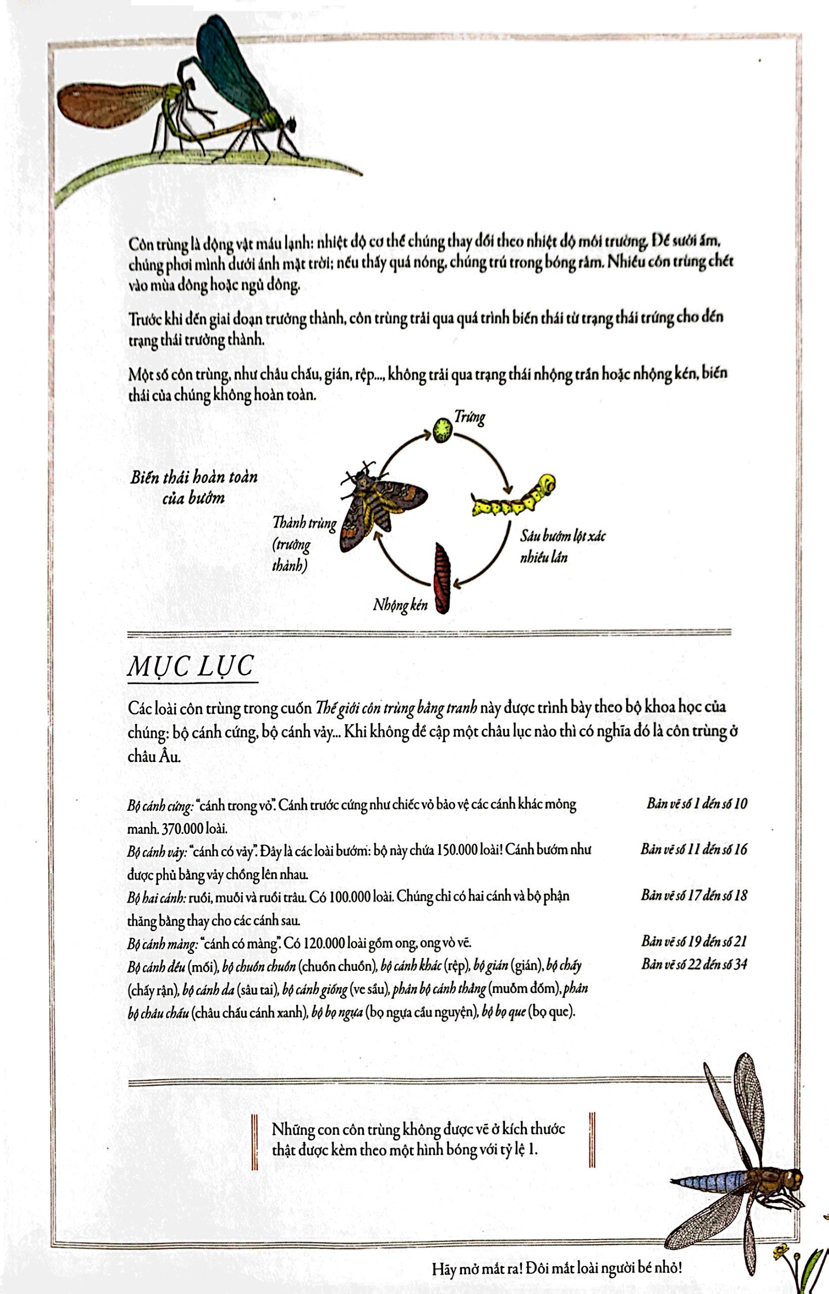 bách khoa thư cho cả nhà - thế giới côn trùng bằng tranh