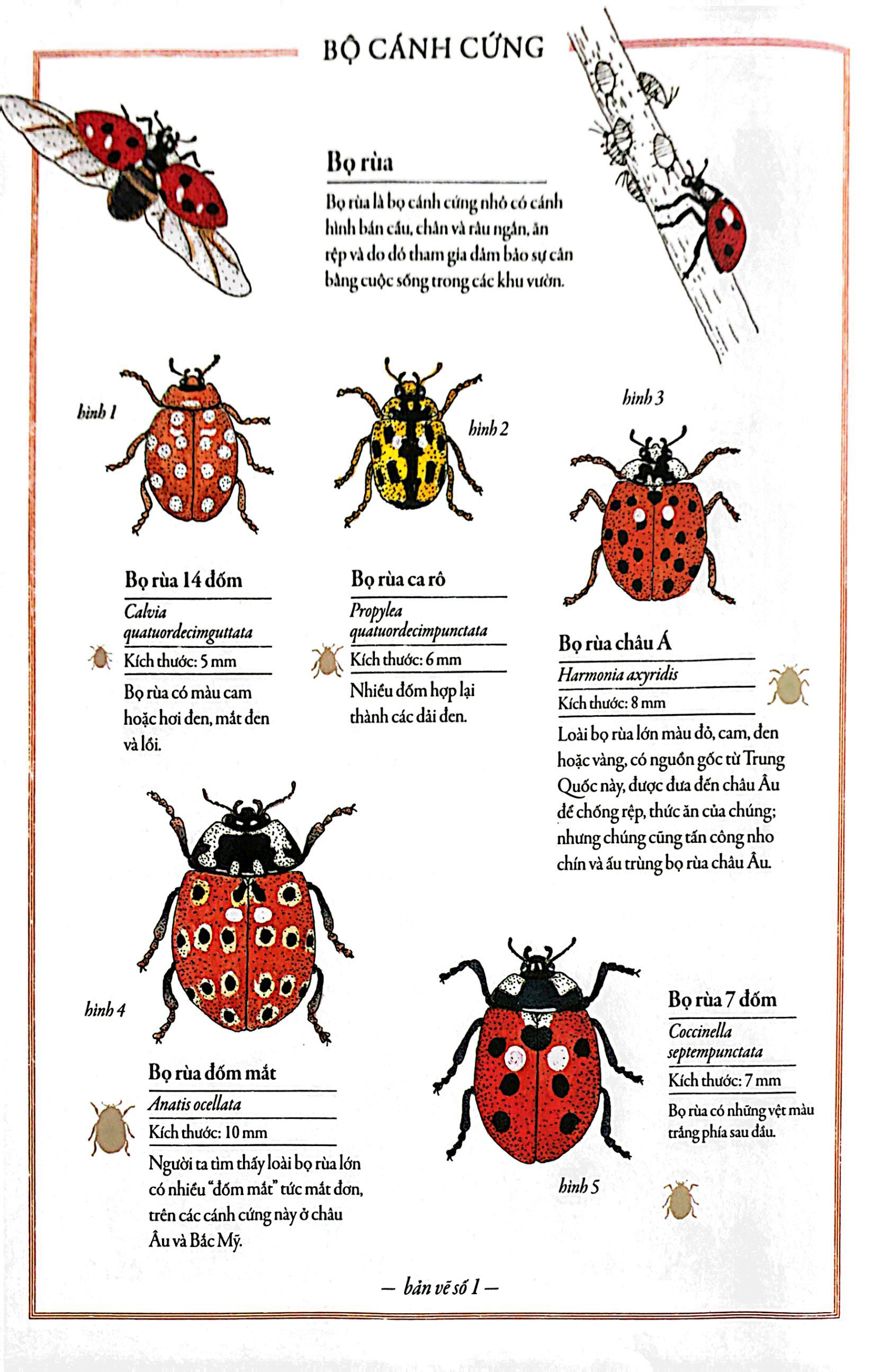 bách khoa thư cho cả nhà - thế giới côn trùng bằng tranh