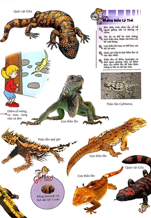bách khoa thư kỳ diệu cho trẻ em - bò sát và lưỡng cư