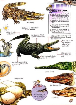 bách khoa thư kỳ diệu cho trẻ em - bò sát và lưỡng cư