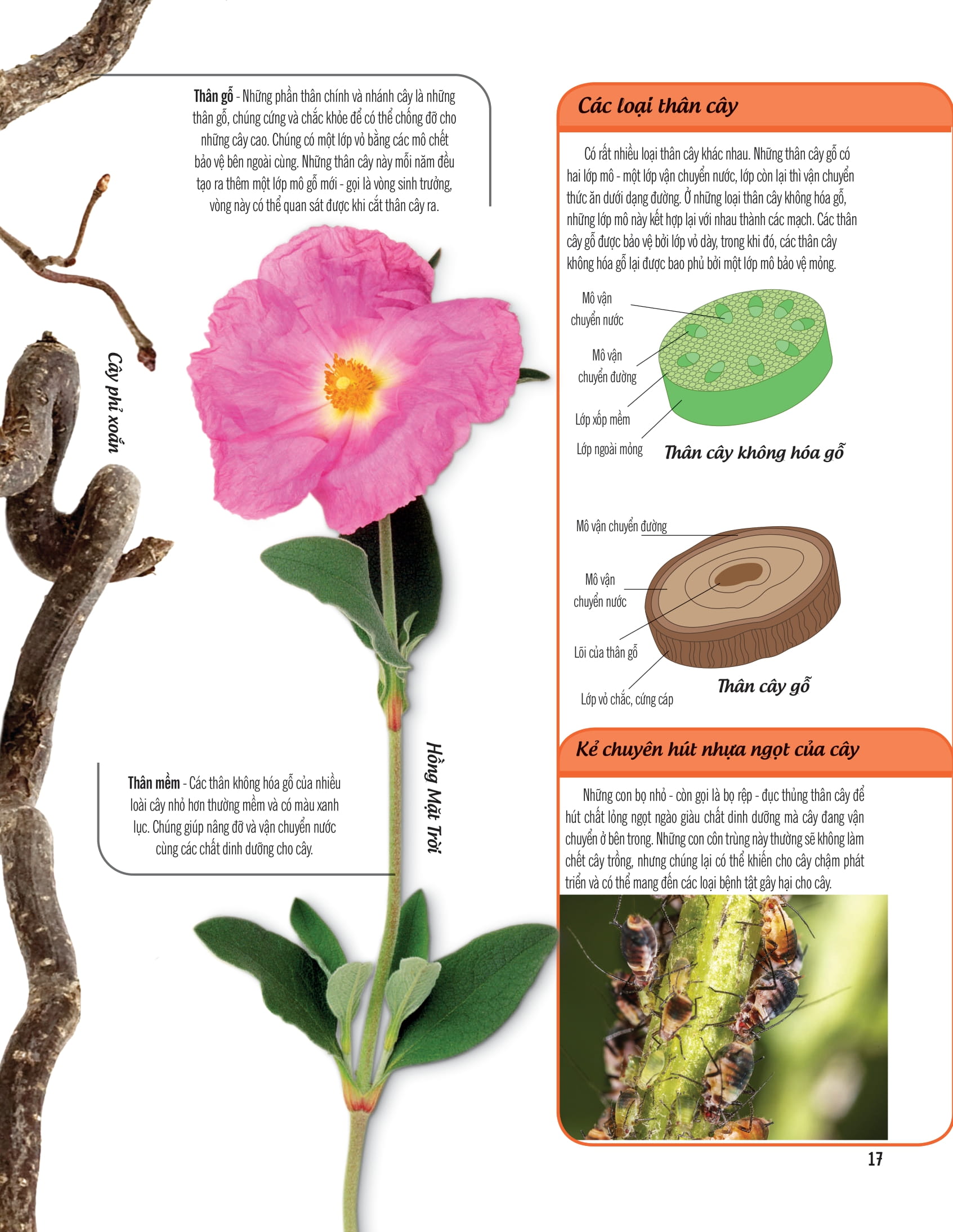 bách khoa thư về thế giới thực vật - cây, lá, hoa và hạt