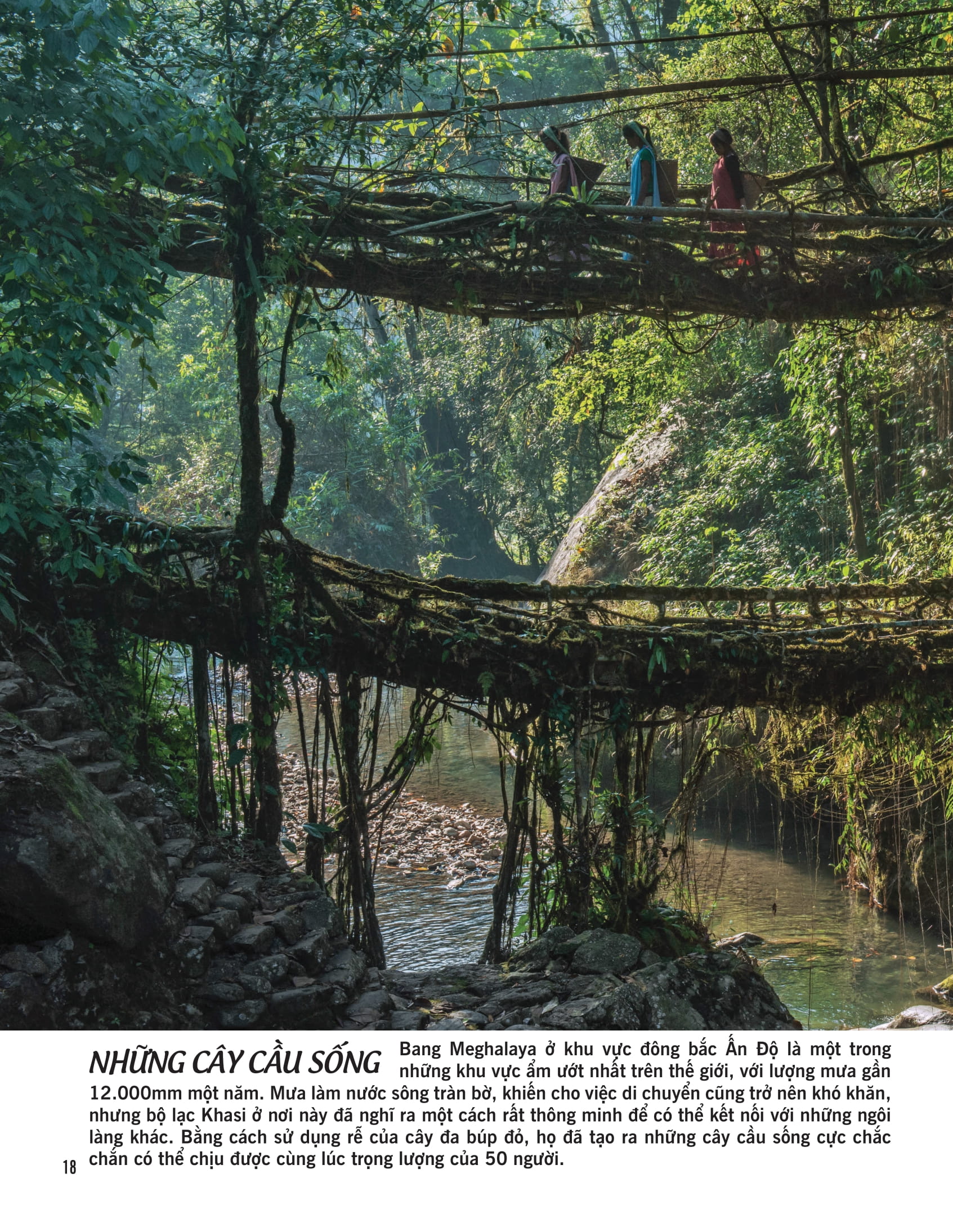 bách khoa thư về thế giới thực vật - cây, lá, hoa và hạt