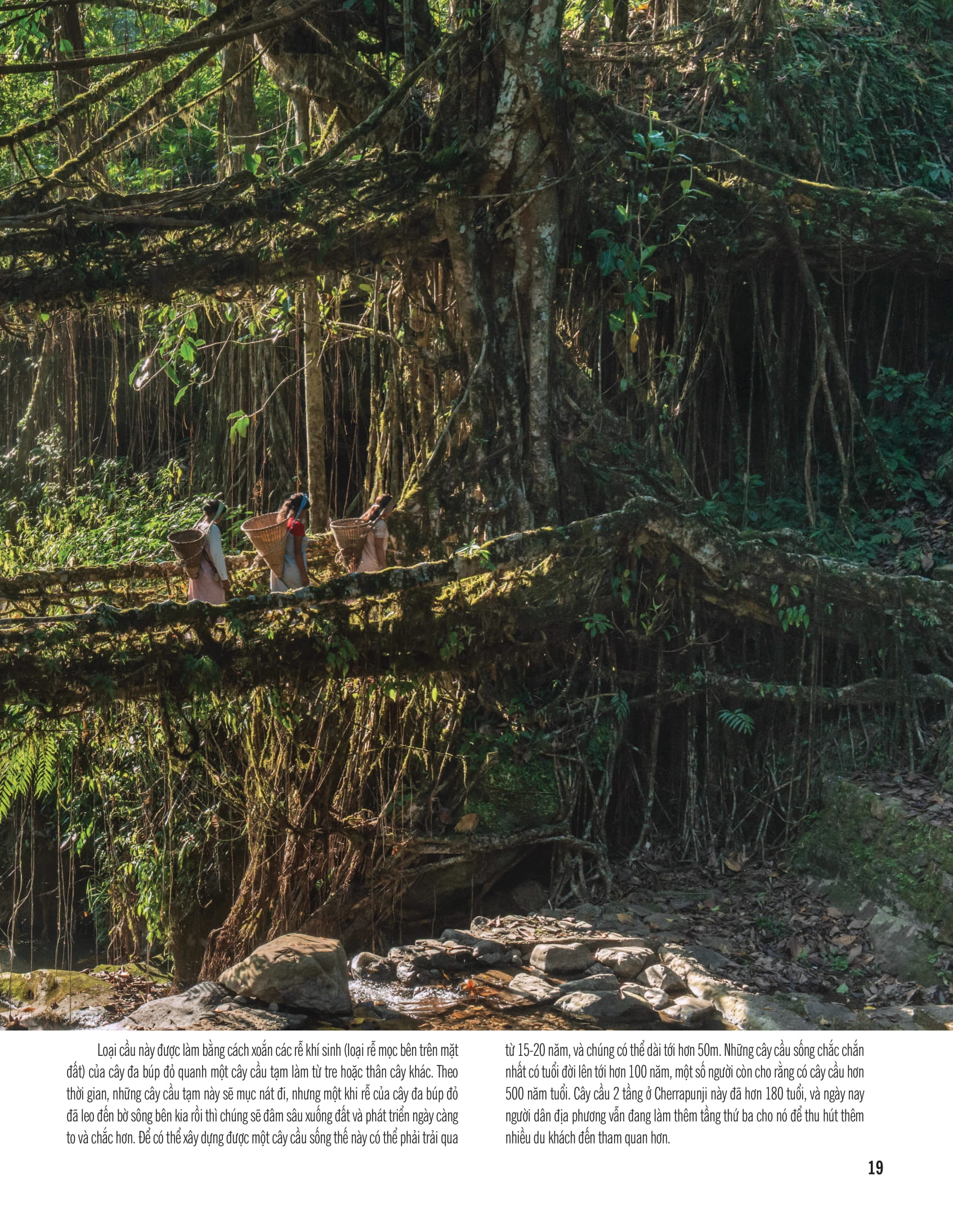 bách khoa thư về thế giới thực vật - cây, lá, hoa và hạt