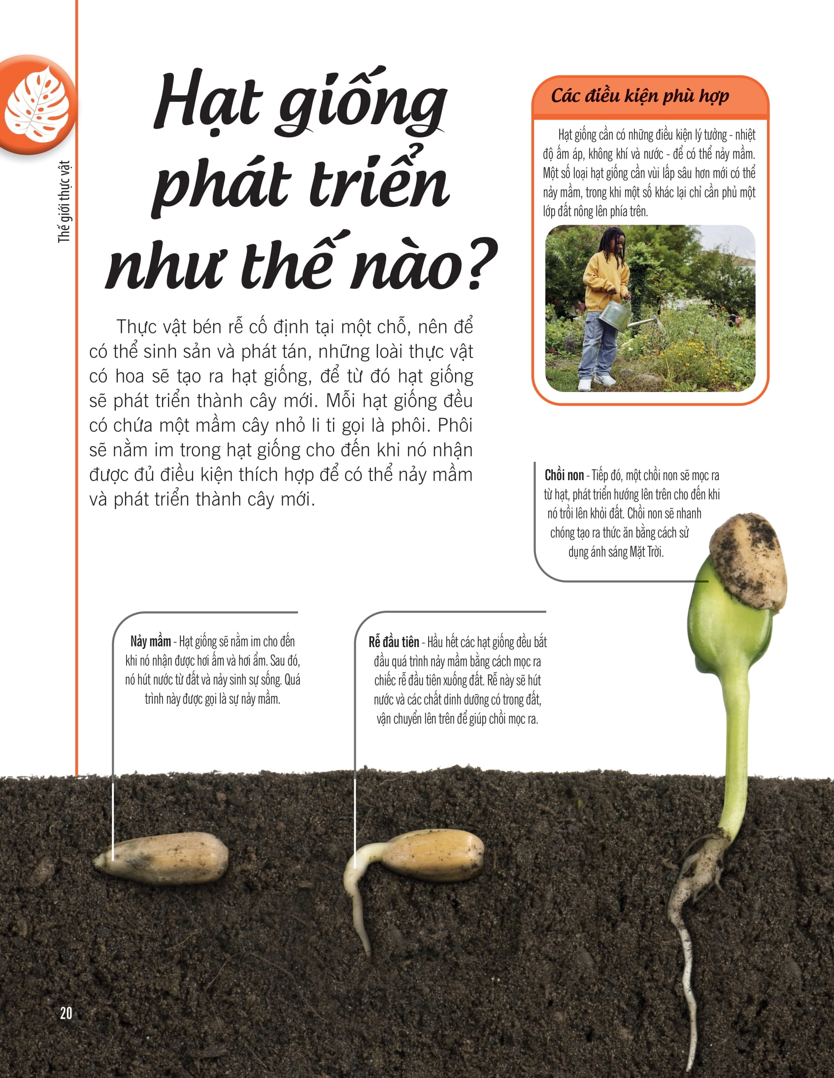 bách khoa thư về thế giới thực vật - cây, lá, hoa và hạt