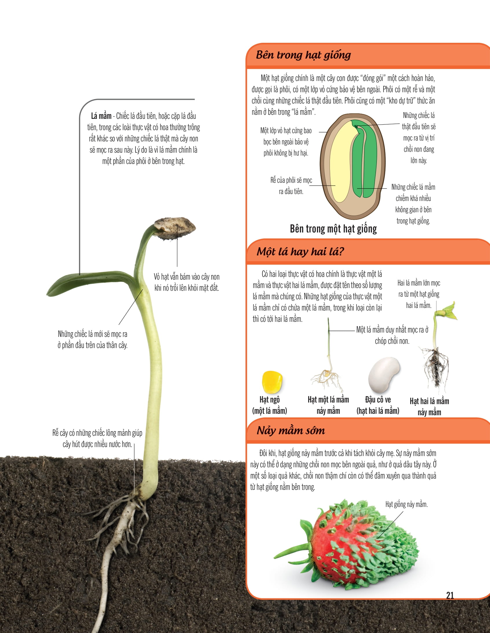 bách khoa thư về thế giới thực vật - cây, lá, hoa và hạt