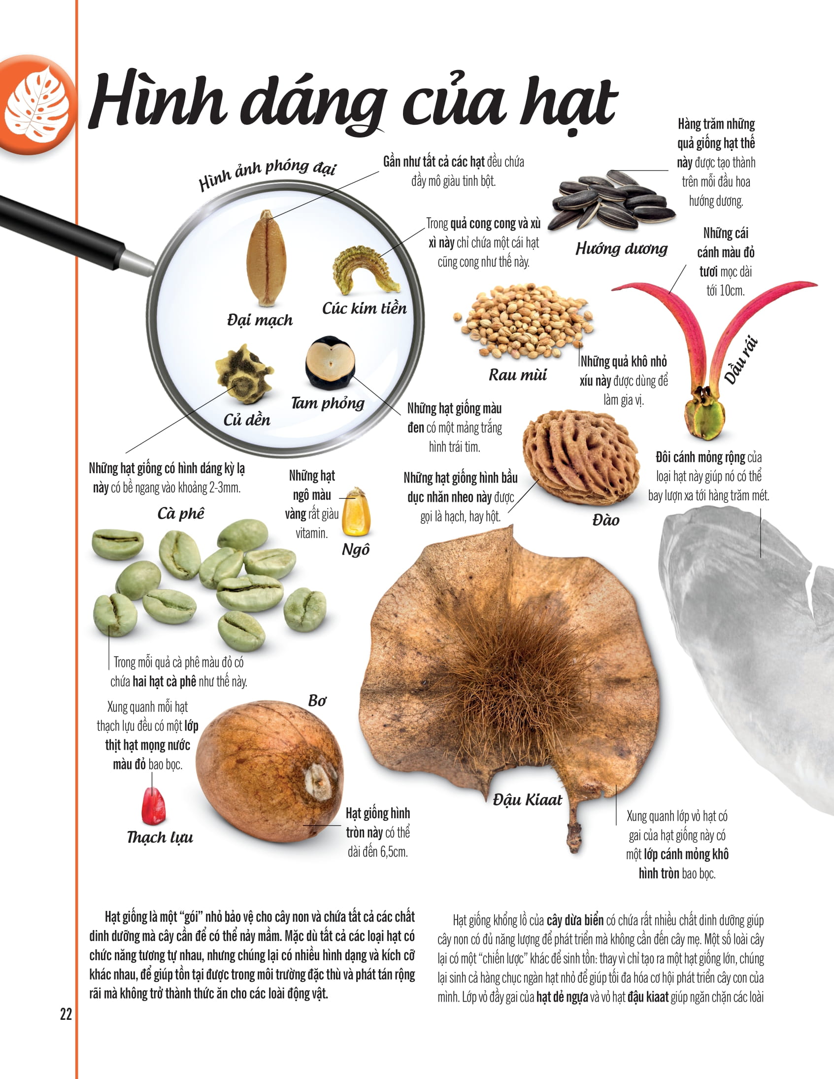 bách khoa thư về thế giới thực vật - cây, lá, hoa và hạt