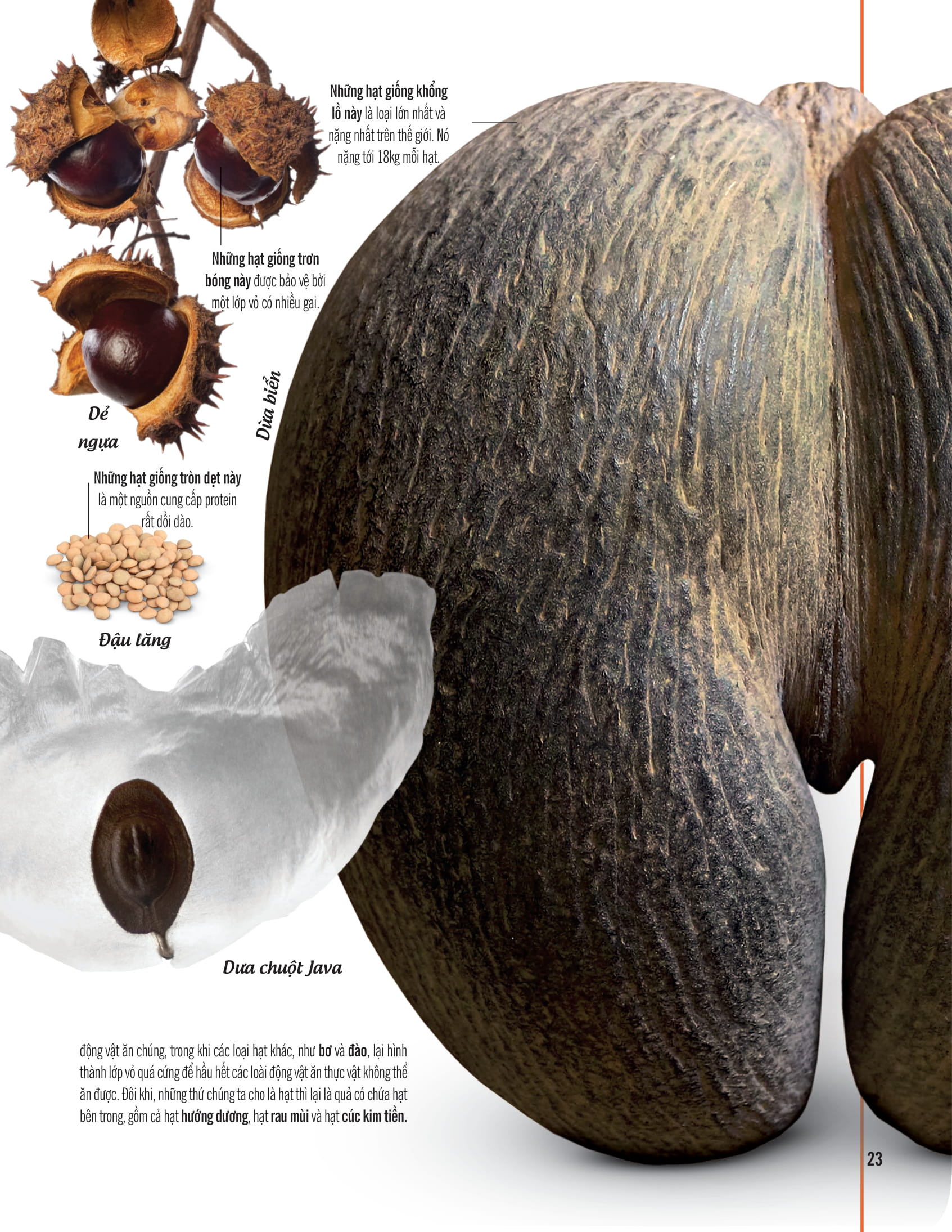 bách khoa thư về thế giới thực vật - cây, lá, hoa và hạt