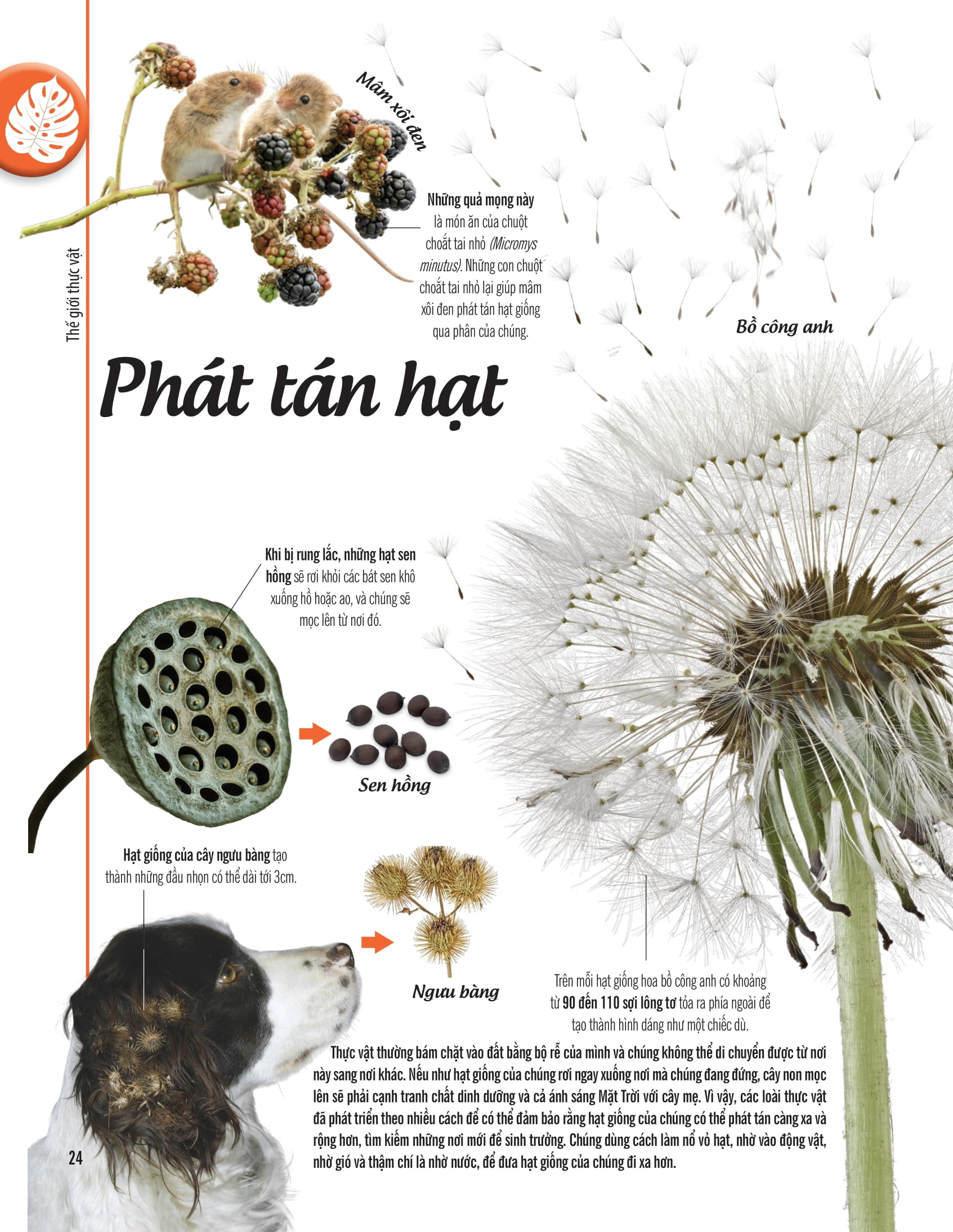 bách khoa thư về thế giới thực vật - cây, lá, hoa và hạt