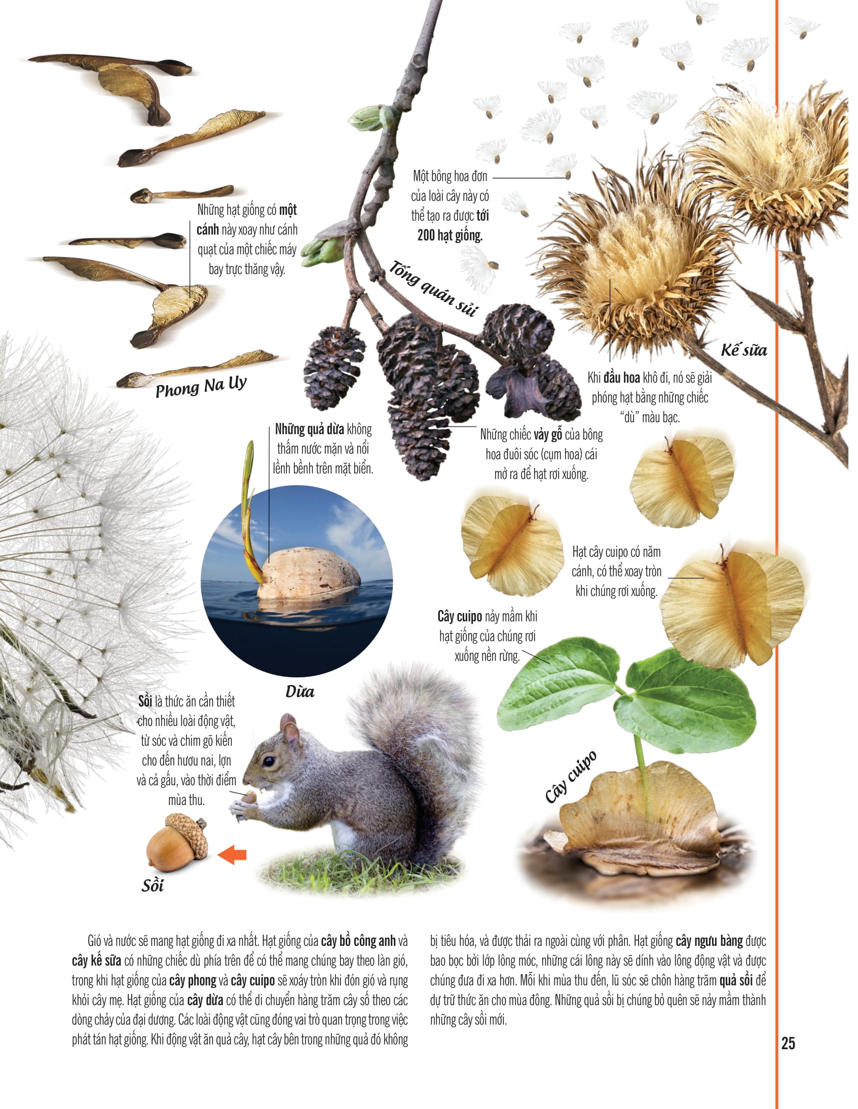 bách khoa thư về thế giới thực vật - cây, lá, hoa và hạt